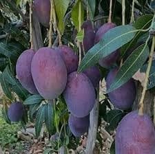 Arunika Mango Aam Grafted Fruit  Plant (Height 1.5-2 Feet) Premium Variety Mango Tree, Fruits After 1Year, Fiberless, Juicy, And Aromatic,Sweet Flavor.1 Healthy Plant For Home Garden