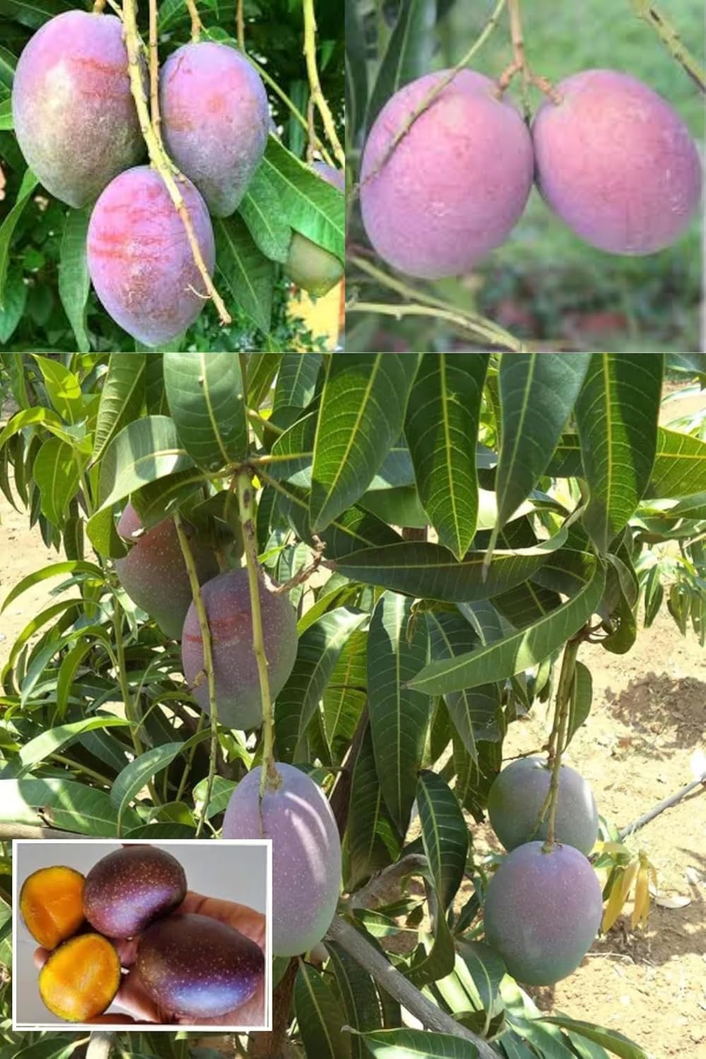 Arunika Mango Aam Grafted Fruit Plant (Height 1.5-2 Feet) Premium Variety Mango Tree, Fruits After 1Year, Fiberless, Juicy, And Aromatic,Sweet Flavor.1 Healthy Plant For Home Garden