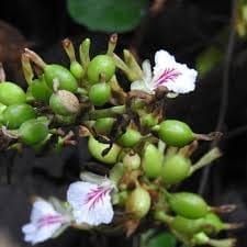 "  Elaichi (Cardamom) Spice Plant Grow Your Own Exotic Flavor (Height 1-2 Feet) All Season Amrud Green Skin Aromatic Spice Cardamon (1Healthy  Plant) For Home Garden  Plant