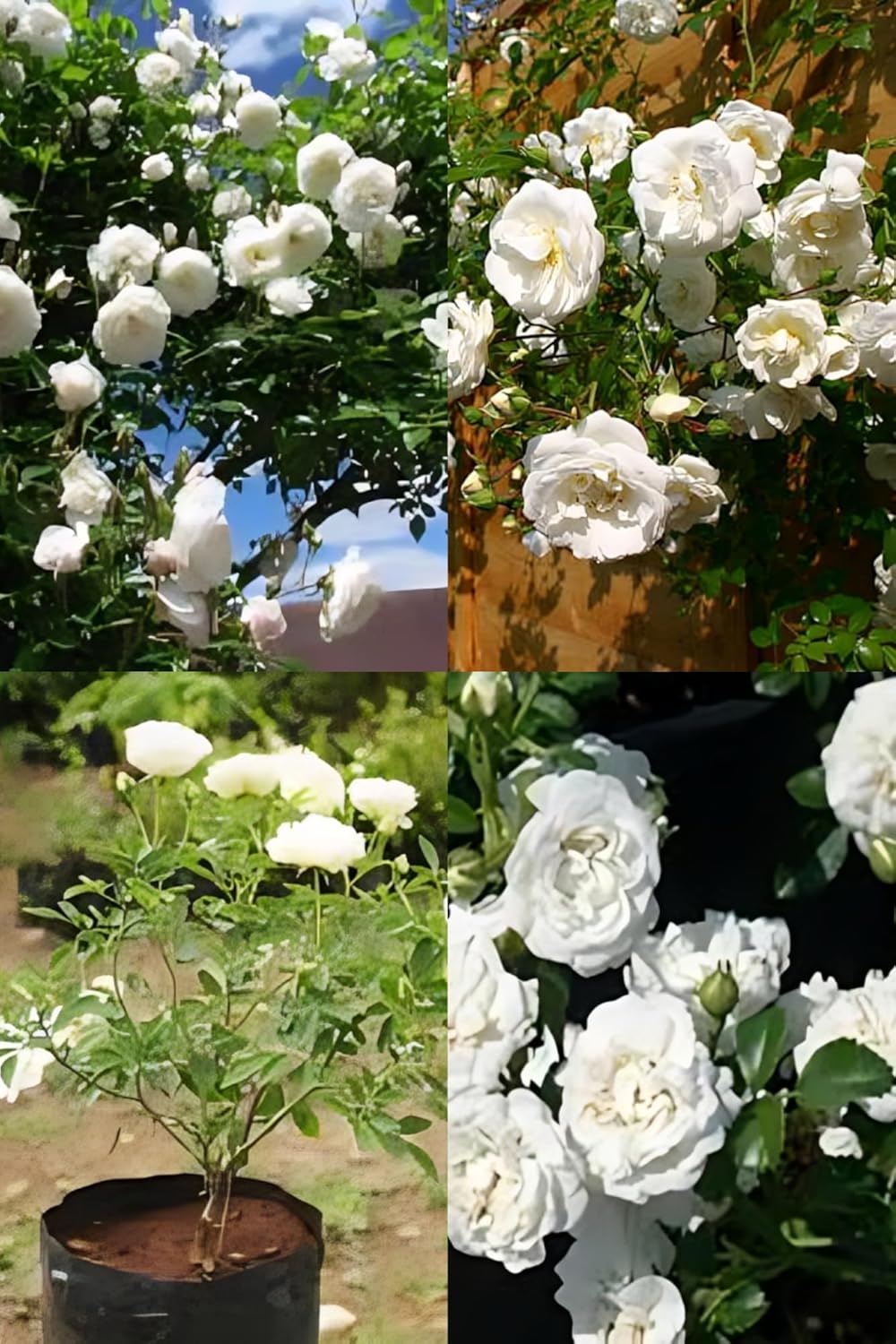 Rare White Climbing Rose Flower Plant (Height 1-2 Feet) Climbing Rose Orignal Hybrid Variety Flower Plant For Home Garden Outdoor Flower Tree