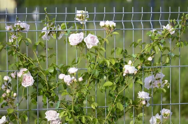Rare   White Climbing Rose Flower Plant (Height 1-2 Feet) Climbing Rose Orignal Hybrid Variety Flower Plant For Home Garden Outdoor Flower Tree