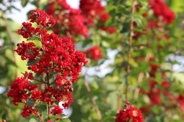 Fresh & Healthy Crape Myrtle/Furush Flowers Plant (Height 1.5-2 Feet) All Season Amrud (Red) Skin With Flesh Organic Varieties Flower Tree (Pack Of-1) For Gardening  Shrubs Tree