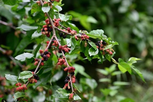 Rare  Sweet Mulberry Fruit Plant (Height 1-1.5 Feet) Long Finger All Time Mulberry Fruit Hybrid Variety Plant(Fruit After 3-5 Month) (1 Healthy Mulberry Plant) Outdoor  Tree