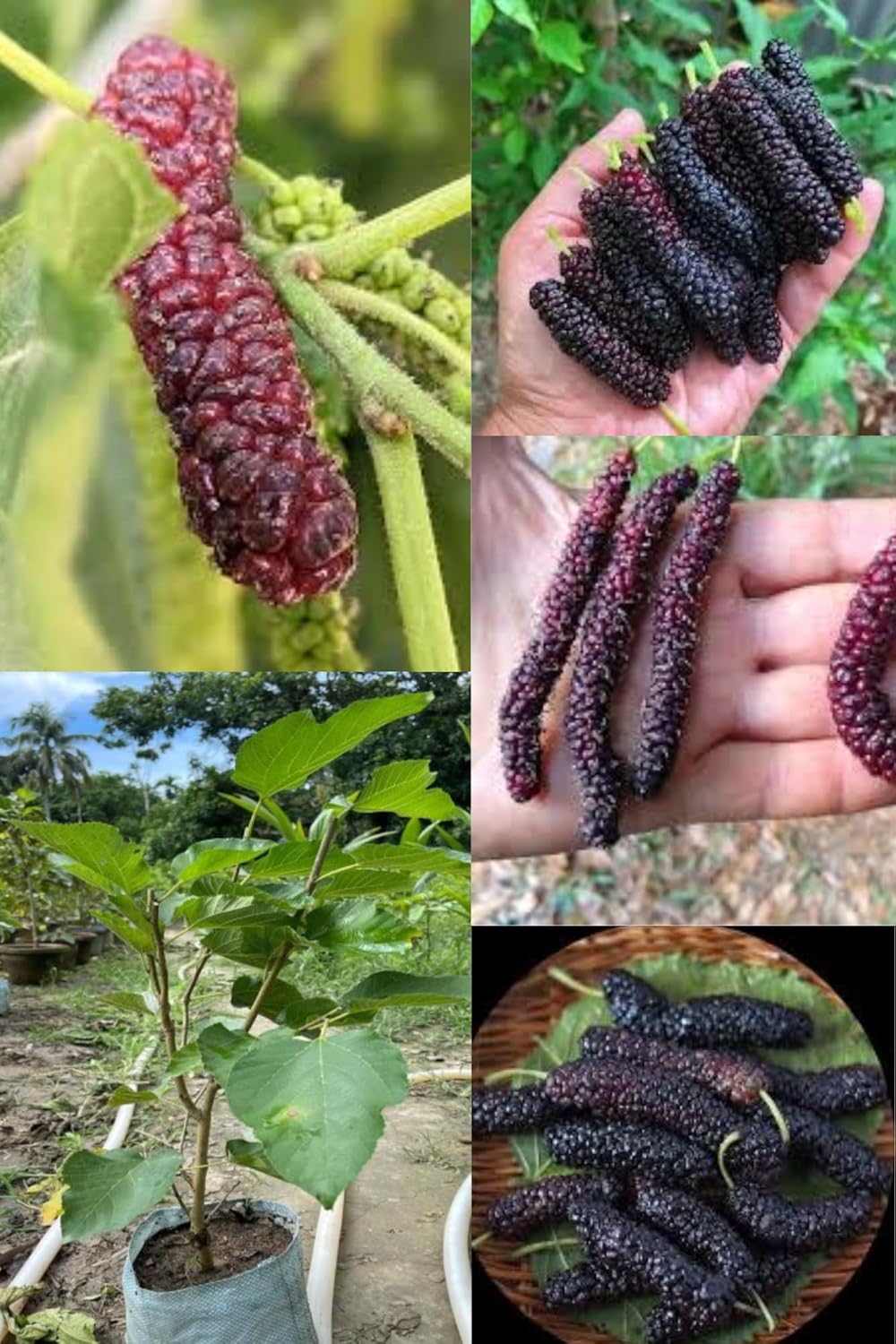 Fresh & Healthy Long Mulberry Fruit Plant (Height 1.5-2 Feet) After Fruit- 2 Month All Season Amrud Red Skin With Fresh Organic Hybrid Grafting Fruit (Pack Of-1) Outdoor Fruit Tree