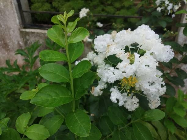 Fresh & Healthy Crape Myrtle/Furush Flowers Plant (Height 1.5-2 Feet) All Season Amrud White Skin With Flesh Organic Varieties Flowers Tree (Pack Of-1) For Gardening  Shrubs Tree