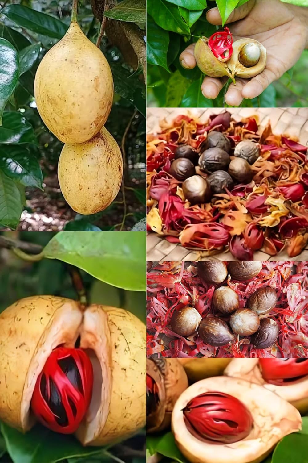 Zxxyanbi"Rare Nutmeg Jaiphal Myristica Javitri Jatifala, Jaiphal Masala Spice Plant (Height 1.5-2 Feet) "Kerala Variety" Sweetly Fragrant (1 Healthy Spice Plant) For Home Garden Tree