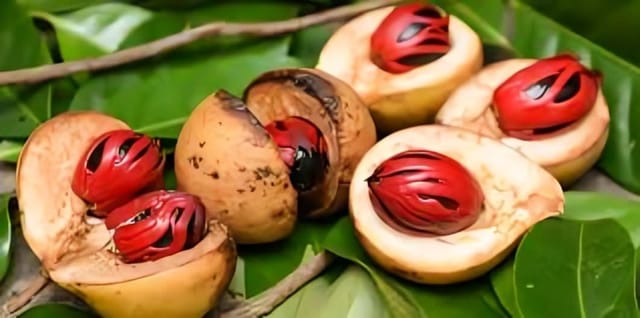 Zxxyanbi"Rare Nutmeg Jaiphal Myristica Javitri Jatifala, Jaiphal Masala Spice  Plant (Height 1.5-2 Feet) "Kerala Variety" Sweetly Fragrant (1 Healthy Spice Plant) For Home Garden  Tree