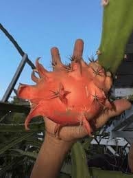 Hawaiian Orange Dragon Fruit Cutting/Grafted Fruit  Plant (Height 1.5-2 Feet) Exotic Fruit Lovers A Like, Fruits After 6 Month,Sweet, Juicy Flovar, 1 Healthy Fresh Plant For Home Garden