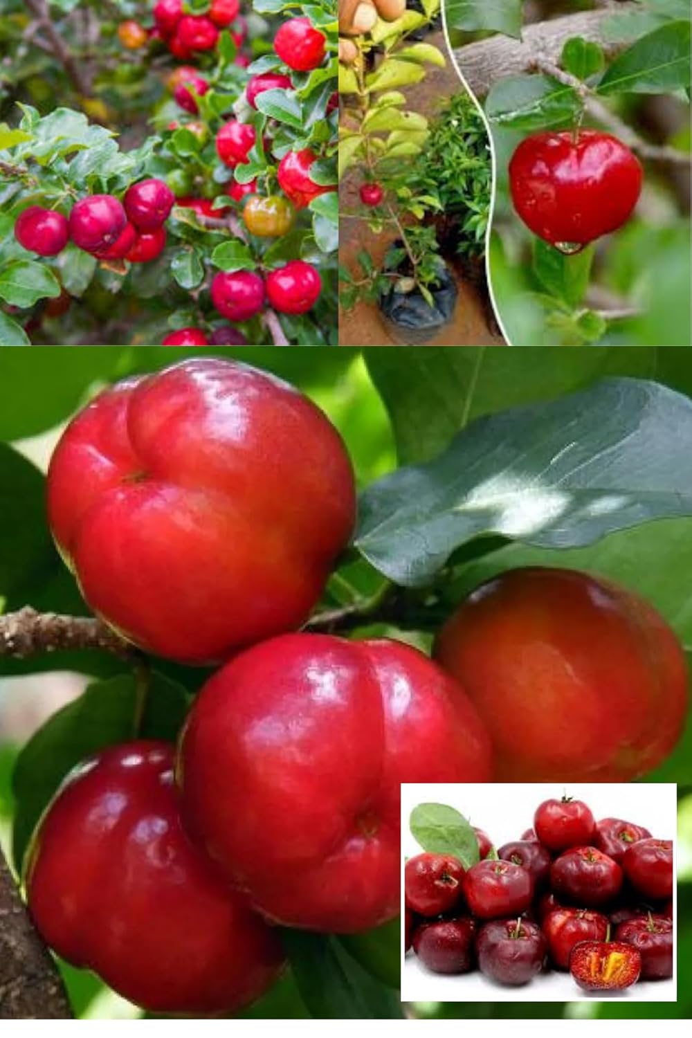 Barbados Apple Cherry Cherries Layering/Grafted Fruit Plant (Height 1.5-2.5 Feet) Fruits After 6 Month, Sweet-Tart, Juicy Flavor Taste Fruit, 1 Healthy Plant For Home Garden