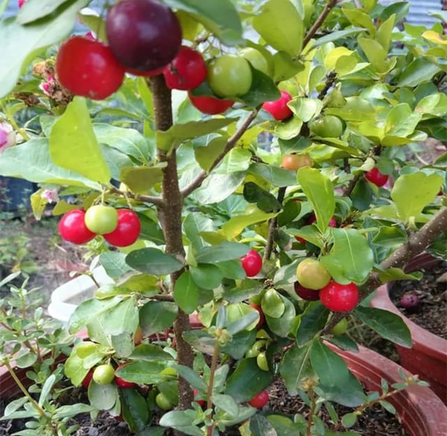 Barbados Apple Cherry Cherries Layering/Grafted Fruit  Plant (Height 1.5-2.5 Feet) Fruits After 6 Month, Sweet-Tart, Juicy Flavor Taste Fruit, 1 Healthy Plant For Home Garden