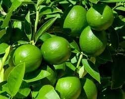 Baramasi Seedless Nimbu (Lemon) Layering/Grafted  Fruit Plant (Height 1.5-2 Feet) Hybrid All Season Lemon/Nimbu Plant, Tangy, Refreshing Flavor (2  Plant For Home Garden