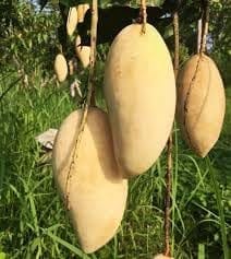 Thai Nam Dok Mai All Time Mango Aam Grafted Fruit  Plant (Height 1.5-2 Feet Intensely Sweet, Fragrant, & Considered One Of The Finest Dessert Mangoes, 1Healthy Plant For Home Garden