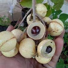 Snow White Dragon Eye Longan Grafted Fruit  Plant (Height 1-2 Feet) Fruit Afted 1 Year, Translucent-White Flesh And Exceptionally Sweet Flavor, 1Healthy Fresh Plant For Home Garden