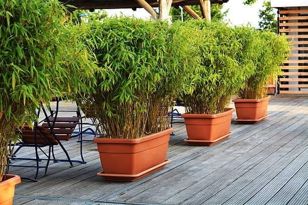 Golden Bamboo (Phyllostachys Aurea) Indoor & Outdoor Beuty  Plant (Height1-1.5 Feet) (Pack Of 1 Fresh Bamboo Plant) Fresh & Healthy For Home Garden Indoor/Outdoor  Plant