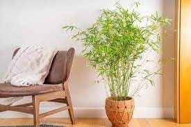 Golden Bamboo (Phyllostachys Aurea) Indoor & Outdoor Beuty  Plant (Height1-1.5 Feet) (Pack Of 1 Fresh Bamboo Plant) Fresh & Healthy For Home Garden Indoor/Outdoor  Plant