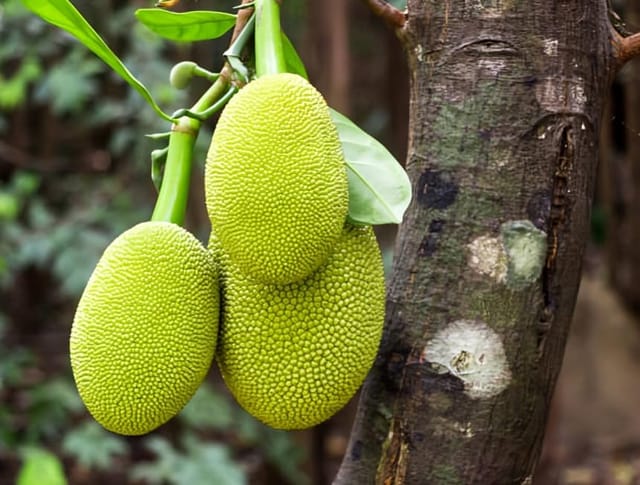 Vietnam Super Early Jackfruit Sweet Plant (Height 1.5-2) Jackfruit Orignal Hybrid High-Yield Variety Fruit Plant |Fast-Growing|Fast-Fruiting| For Outdoor  Fruit Tree