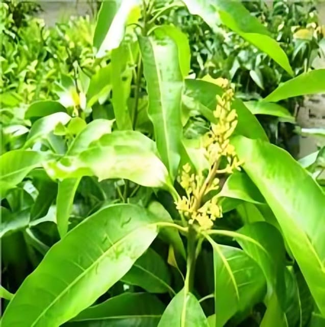 Rare Dasheri Mango Fruit Plant Hybrid (1.5-2 Feet Height) Dasheri Mango Plant Original Rare  Mango Grafted Fruit Plant For Home Graden Outdoor  Tree