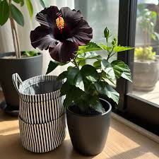 American Black Hibiscus Grafted Flower  Plant (Height 1-1.5 Feet) For Home Garden