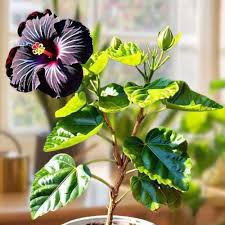American Black Hibiscus Grafted Flower  Plant (Height 1-1.5 Feet) For Home Garden