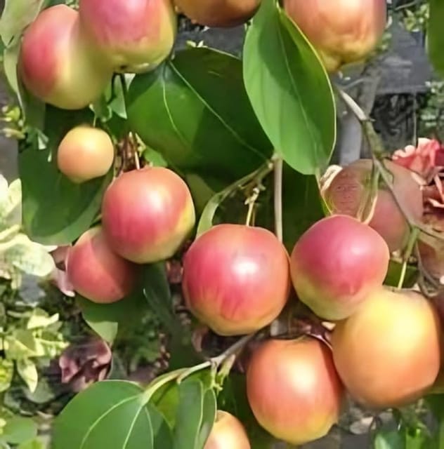 Rare  Seedless Apple Ber (Indian Jujube Kul Grafted) Fruit Plant (Height 1-2 Feet) Apple Ber Orignal Hybrid Variety Grafted Fruit Plant [Pack Of -1] For Home Garden Outdoor  Tree