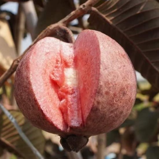 Red Guava Fruit Plant Hybrid (1-1.5 Feet Height) Red Guava Plant Original Rare Guava Fruit Plant All Season Fruit For Home Graden Outdoor Tree