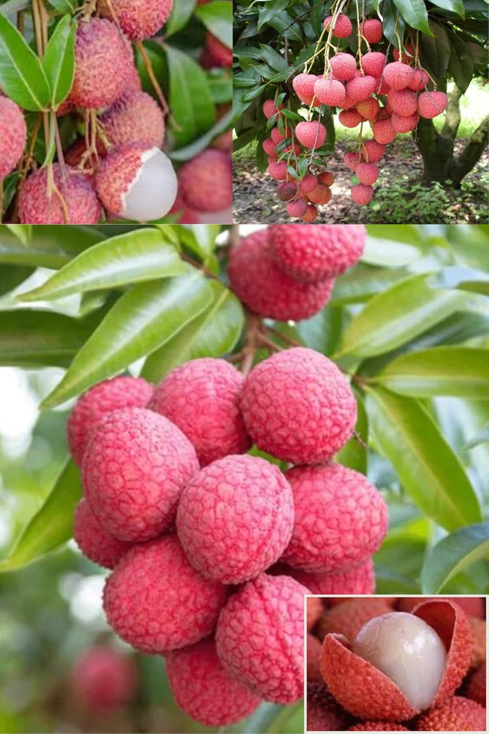 Early Seedless Litchi Fruit Plant (1.5-2 Feet Height) / Air-Layered/All Season Amrud Red Skin With Fresh Organic Hybrid Dwarf Varieties Lychee Fruit (Pack Of-1) Outdoor Fruit Tree