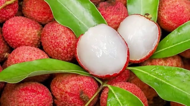 Fresh All Time Chom Pogo Litchi Fruit Plant Tropical Rare Exotic Dwarf Air Layered Lychee Tree (Height 1-2 Feet) Litchi Plant Hybrid All Seasons  White, Juicy Fruit For Home Garden