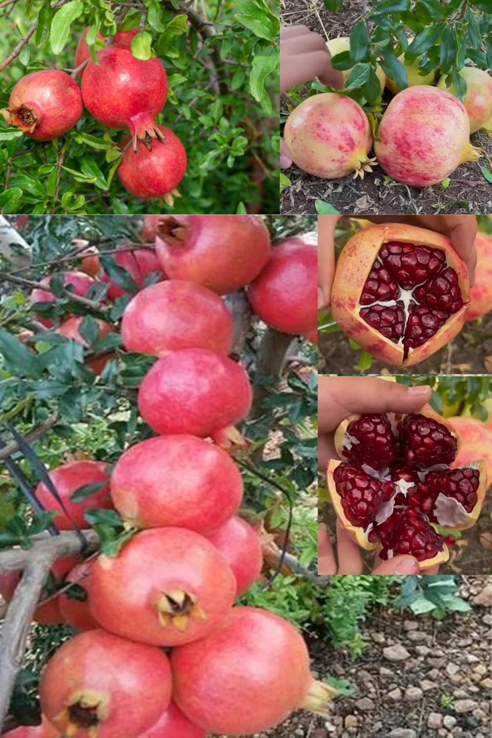 Super Bhagwa Pomegranate (Anar) Layering/Grafted Fruit Plant (1.5-2 Feet Height) All Season Red Skin With Fresh Organic Hybrid Dwarf Varieties Fruit (Pack Of-1) Outdoor Fruit Tree