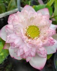 All Season Beautiful Big Hybrid Lotus Tuber, Root Flower Plant,(Cherry Lotus Variety) Tree Granted Blooming 30 Days, Light Sweet Scent, 1 Healthy Fresh Tuber For Home Garden