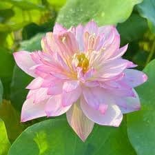 All Season Beautiful Big Hybrid Lotus Tuber, Root Flower Plant,(Cherry Lotus Variety) Tree Granted Blooming 30 Days, Light Sweet Scent, 1 Healthy Fresh Tuber For Home Garden