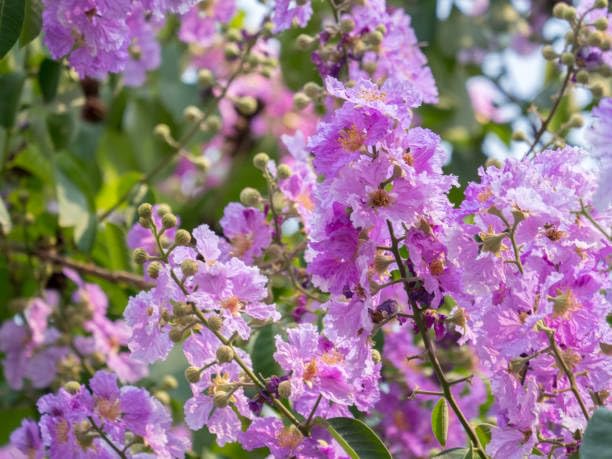 Fresh & Healthy Crape Myrtle/Furush Flowers Plant (Height 1.5-2 Feet) All Season Amrud (Pink) Skin With Flesh Organic Varieties Flower Tree (Pack Of-1) For Gardening Tree