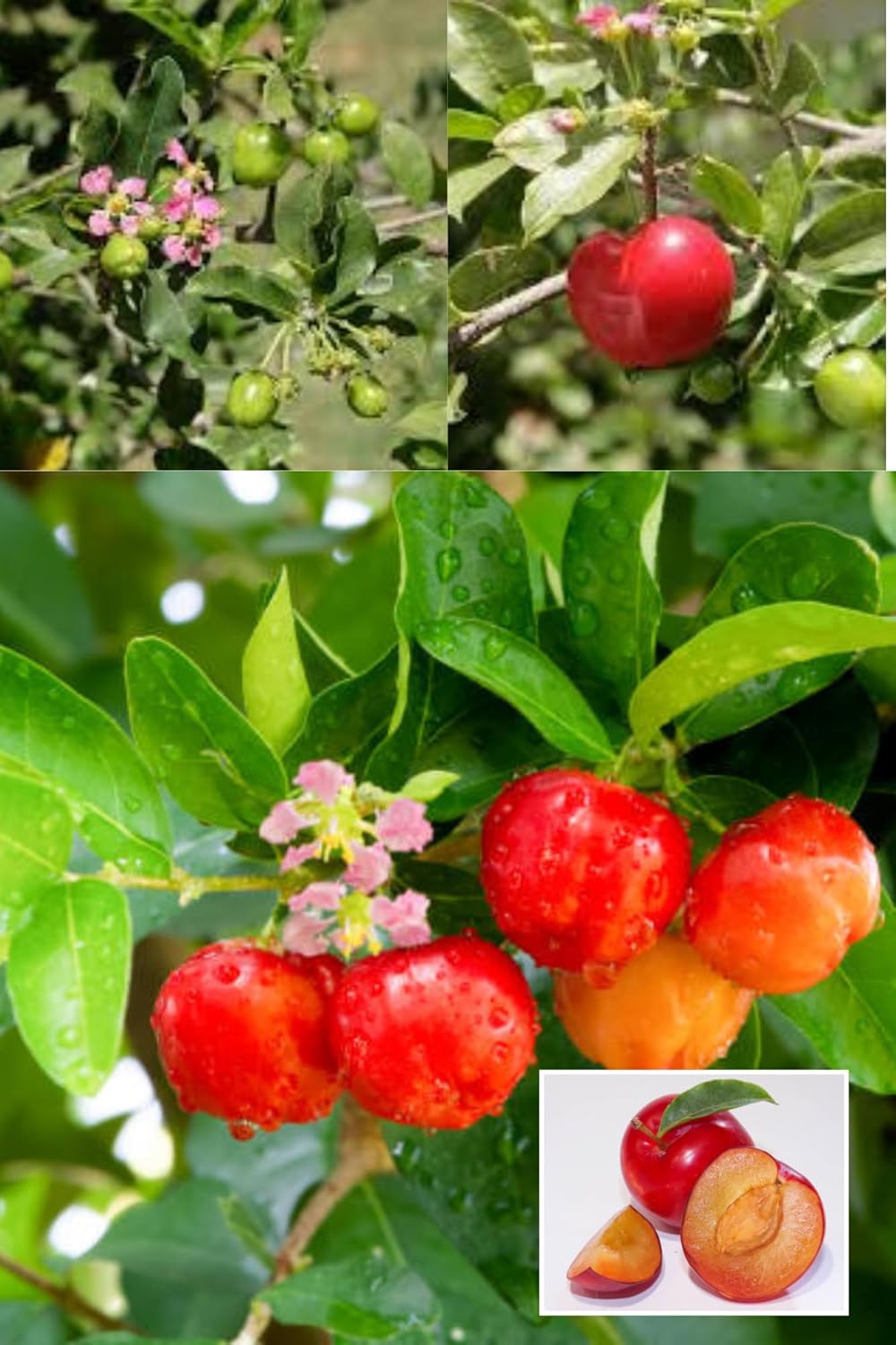 Zxxyanbi"Rare Barbados Apple Cherry,West Indian Cherries Fruit Plant (Height 1.5-2 Feet) Hybrid Variety Exotic Layering/Grafted :Sweet-Tart Flavor Plant (2Healthy Plant For Home Garden