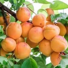 Apricot (Zardalu/Khubani) Layering/Grafted Fruit  Plant (Height 1.5-2.5 Feet) (Prunus Armeniaca) Sweet,Slightly Tangy, And Aromatic Taste, 1 Healthy Plant For Home Garden