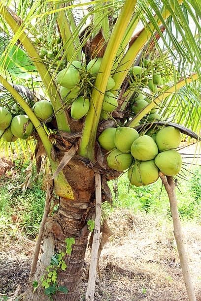 Zxxyanbi"Rare Karala Kalpasree Coconut Nariyal Hybrid Dwarf Fruit Plant (2-3 Feet Height) After Fruit 3-4 Year(1 Healthy Plant) For Home Graden Outdoor Fruit Tree