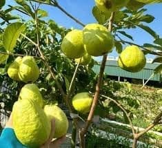 Seedless White Diamond Guava Amrood Grafted Fruit  Plant (Height 1.5-2 Feet)(Special Grafted/Hybrid Variety)Sweet, Aromatic,Mildly Floral;Crisp Refreshing,1 Healthy Plant For Home Garden