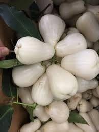 White Wax Water Apple Jamrul Chamba Layering/Grafted Fruit  Plant (Height 1.5-2.5 Feet) Smooth, Shiny White Skin;Mildly Sweet, Refreshing Flavor, 1 Healthy Plant For Home Gsrden