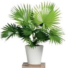 Chinese Fan Plam Ornamental Plant (Height 1.5-2 Feet) (Livistona Chinensis) Large, Glossy, Deep Green Leaves, 1 Plant Choice For Living Room, Bedroom, Office, Home, And Graden