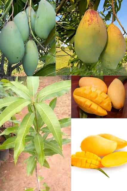 Original Rare Variety Totapuri Mango Fruit Plant Hybrid (1.5-2 Feet Height) Totapuri Mango Plant Original Rare  Mango Grafted Fruit Plant For Home Graden Outdoor  Tree