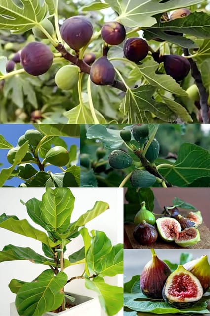 Fresh Fig Puna/Anjeer Fruit Plant (Height 1-2 Feet) Fresh Fig/Anjeer Orignal Hybrid Variety Fruit Plant | Taste: Soft, Sweet, And Juicy Pulp With Tiny Edible (Pack Of -1)Outdoor tree