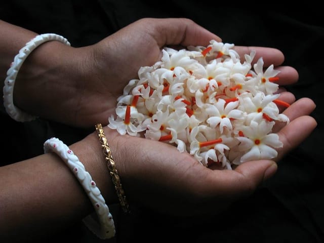 Rare All Time Parijat Flower, Harsingar, Shiuli, Or Night-Flowering Jasmine,  Plant (Height 1.5-2.5 Feet) Air Layered/Baromasi Flower After 2 Month Strong And Pleasant Fragrance Plant