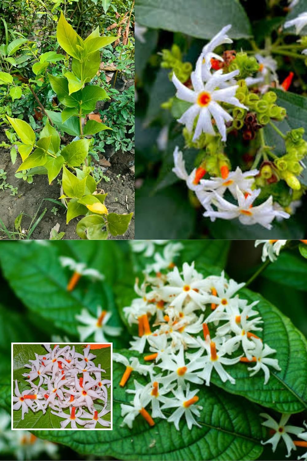 Rare All Time Parijat Flower, Harsingar, Shiuli, Or Night-Flowering Jasmine, Plant (Height 1.5-2.5 Feet) Air Layered/Baromasi Flower After 2 Month Strong And Pleasant Fragrance Plant
