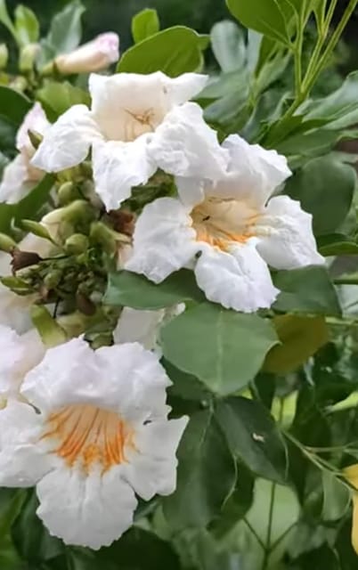 Rare Hybrid Kamini Satin Wood Kunti Shrubs Flower  Plant (Heaight 1-2 Feet) Air Layering Strong, Sweet, Fragrance For (1 Healthy  Plant) Home Garden