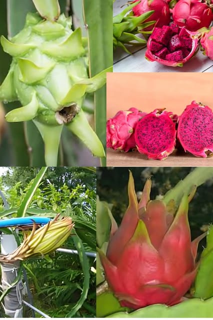 Sweet Dark Star Dragon Fruit Plant(Height 1-1.5 Feet) Plant Orignal Hybrid Dragon Fruit Plant For Home Graden Outdoor Tree Plant