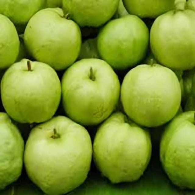 Rare   Baruipur Guava Fruit Plant (Height 1-2 Feet) Baruipur Guava Orignal Hybrid Variety Fruit Plant | (2 Healthy Guava Plant) For Home Garden Outdoor  Tree