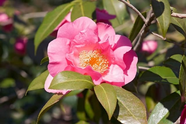 Rare Ballet Queen Pink Camellia Flower Plant (Heaight 1.5-2 Feet) Camellia Queen Pink Orignal Hybrid Variety Flower Plant [ Mildly Fragrant] For Home Graden Outdoor  Tree (Pack Of-1)