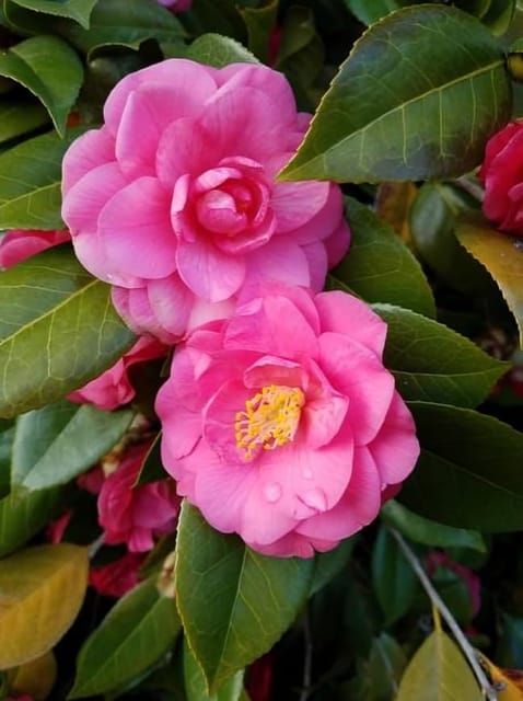 Rare Ballet Queen Pink Camellia Flower Plant (Heaight 1.5-2 Feet) Camellia Queen Pink Orignal Hybrid Variety Flower Plant [ Mildly Fragrant] For Home Graden Outdoor  Tree (Pack Of-1)