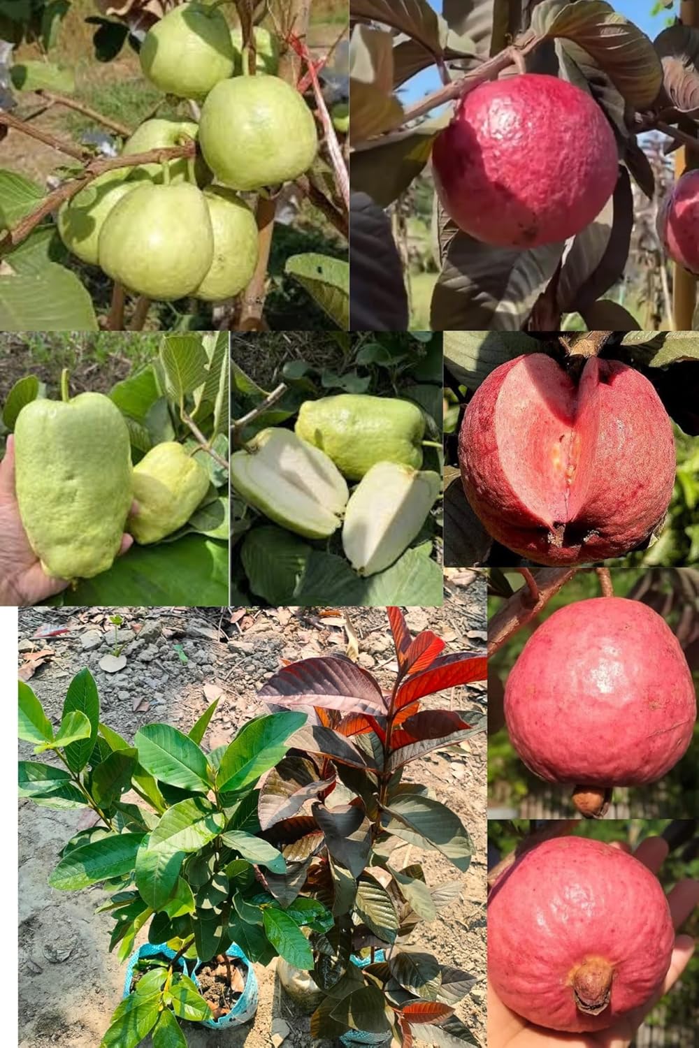 (Combo-2) Thai Red Guava +Japanese Seedless White Diamond Guava Fruit Plant (1.5-2 Feet Height) All Season Amrud Green+Red Skin With Fresh Organic Fruit Outdoor Fruit Tree