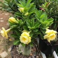 Pack of 4 :Rare Adenium Plant  Without Pot Bonsai Multi Petel Exotic Desert Rose Vibrant, Multicolored Flowers  With Vibrant Blooms For Home Garden