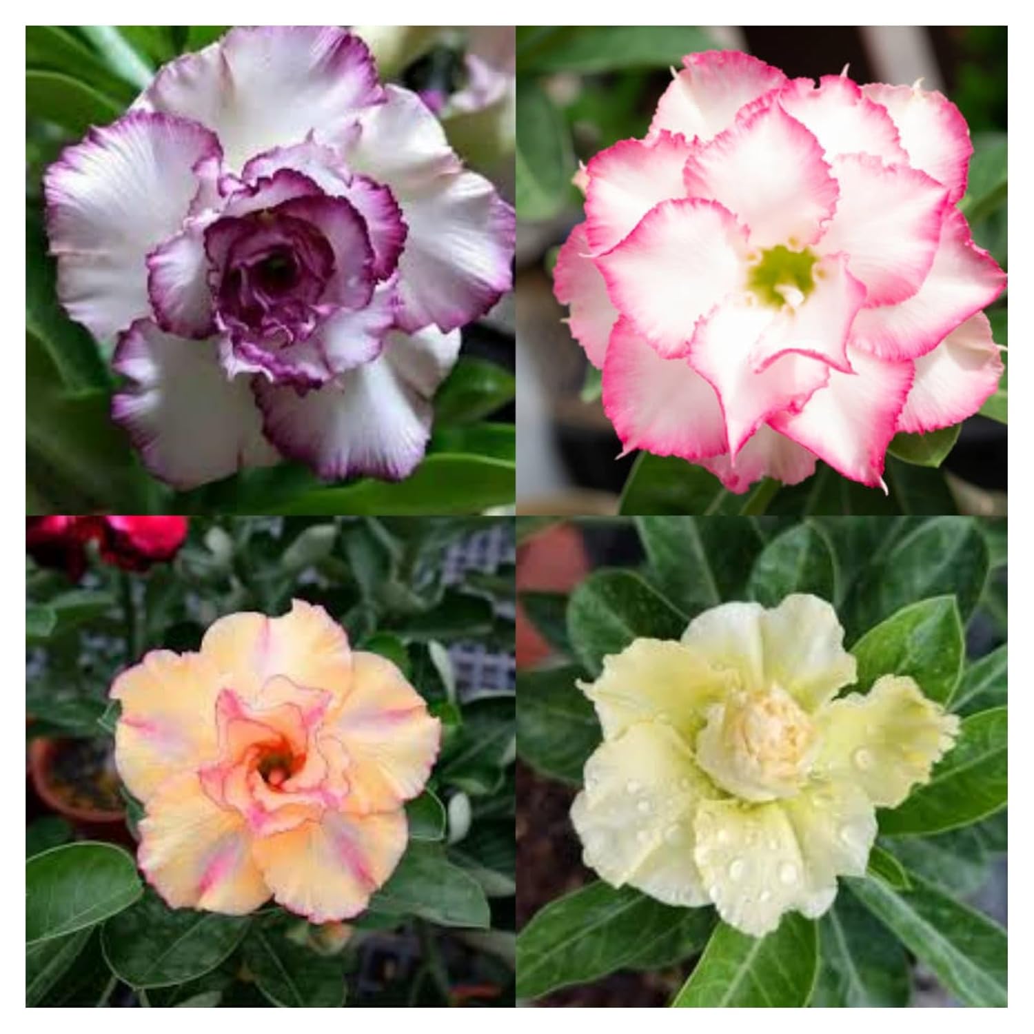 Pack of 4 :Rare Adenium Plant Without Pot Bonsai Multi Petel Exotic Desert Rose Vibrant, Multicolored Flowers With Vibrant Blooms For Home Garden