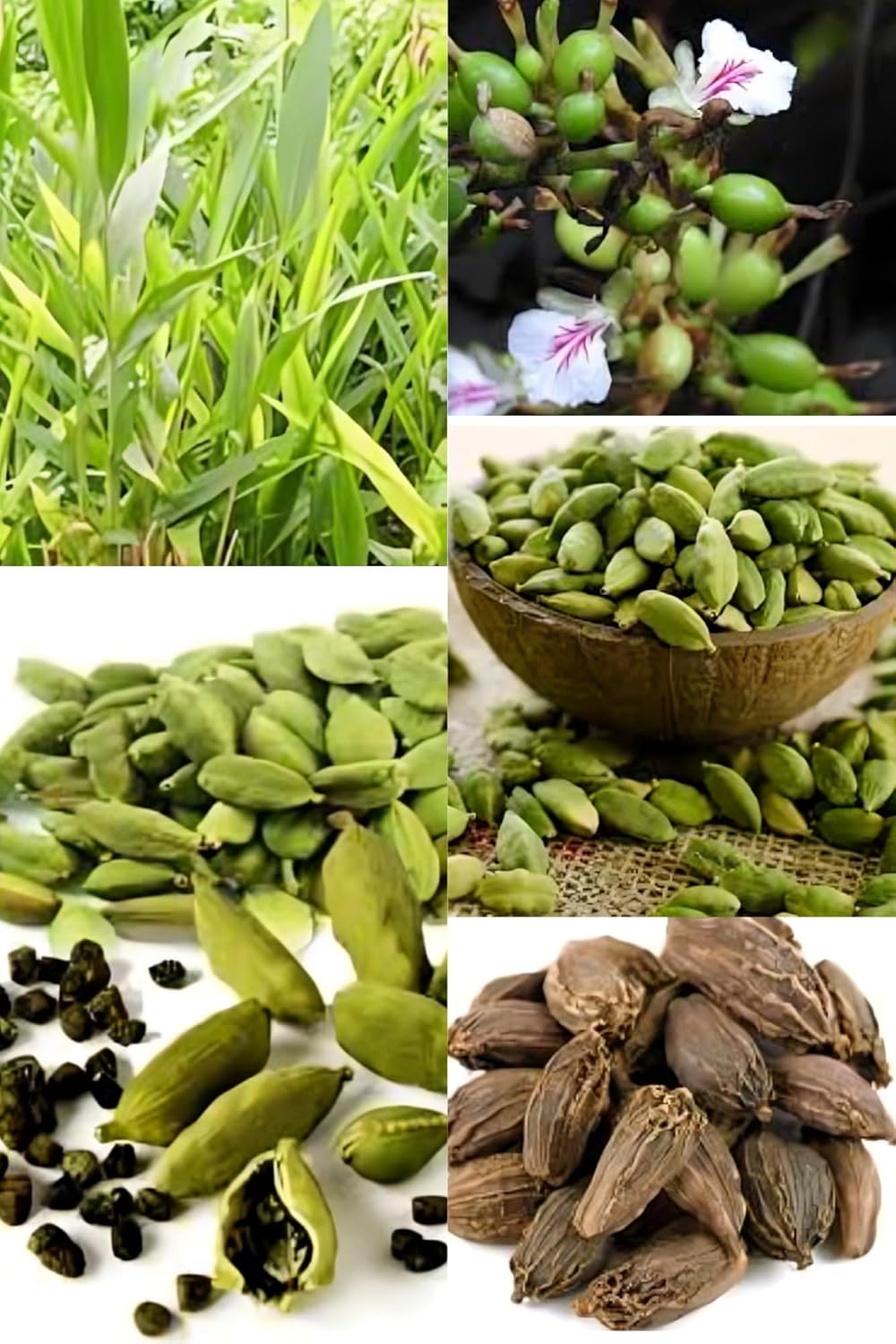 Good Aroma Cardamon/Elaichi Plant Hybrid (1-2 Feet Height) Original Rare Elaichi (1 Healthy Elaichi Plant) For Home Graden Outdoor Tree